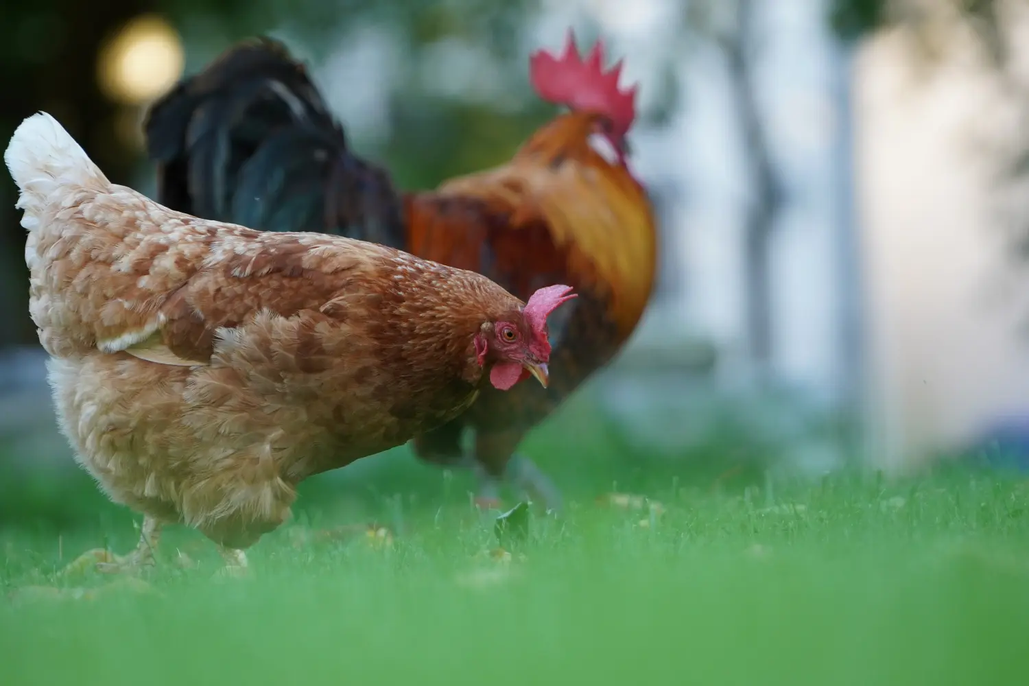 AUTHENTISCHE MEDIEN-Vogelfotografie