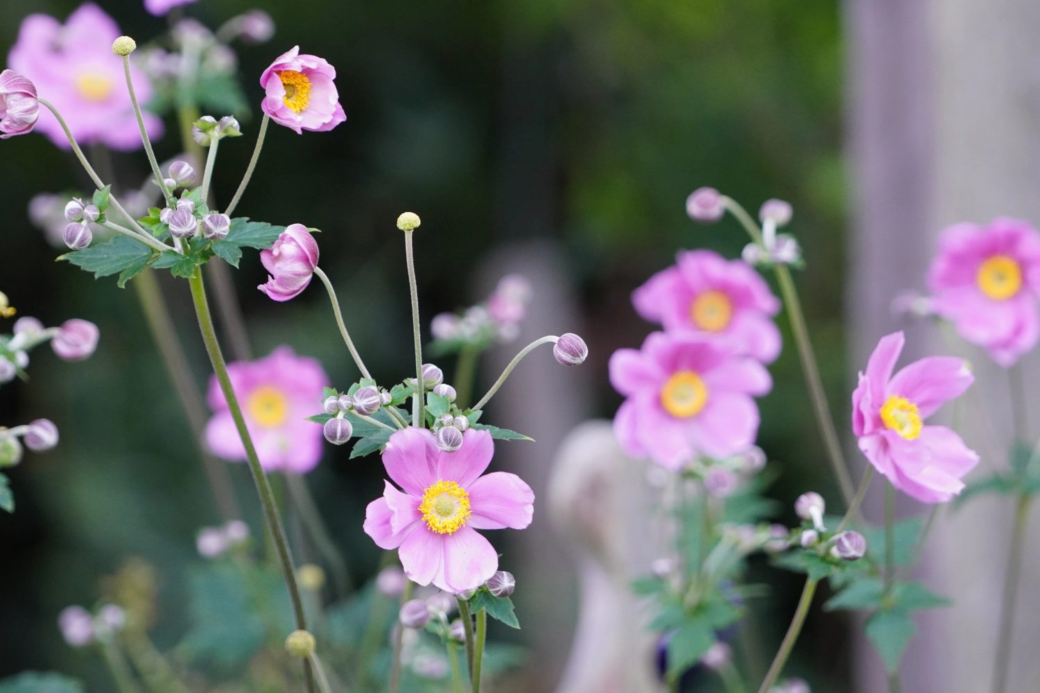 AUTHENTISCHE MEDIEN, wunderschöne Blumenfotografie